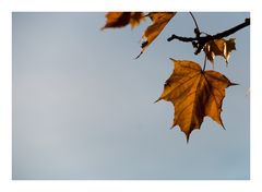 ein Blatt im Herbst