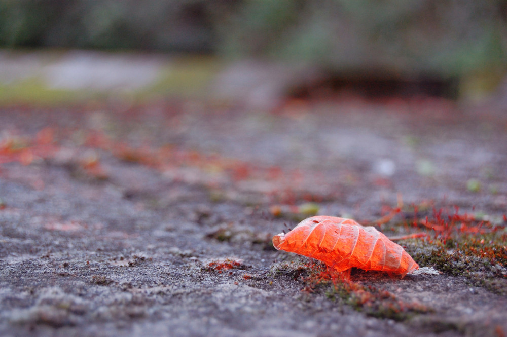 Ein Blatt im Herbst