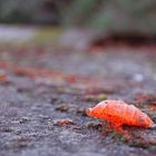 Ein Blatt im Herbst