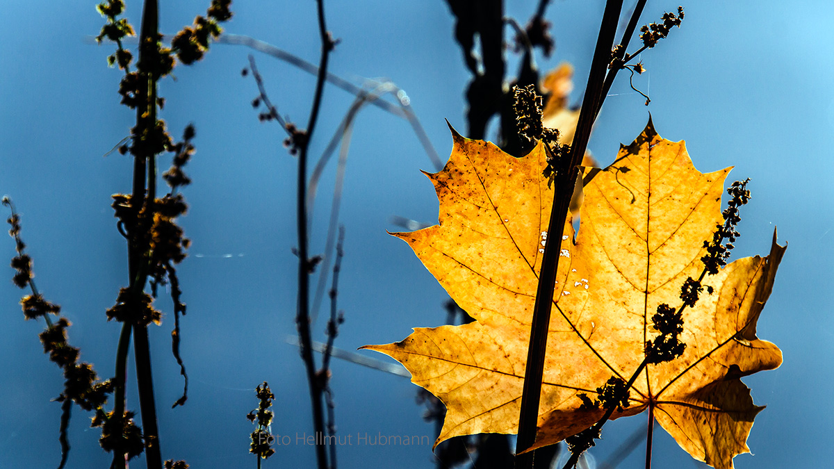 EIN BLATT IM HERBST VOR BLAU