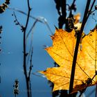 EIN BLATT IM HERBST VOR BLAU