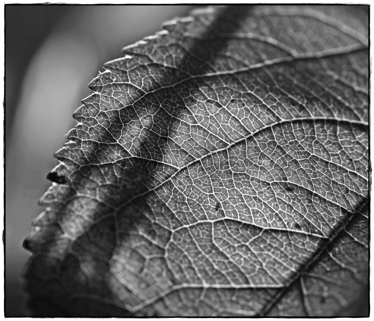 Ein Blatt im Herbstwind