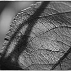 Ein Blatt im Herbstwind