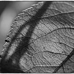 Ein Blatt im Herbstwind