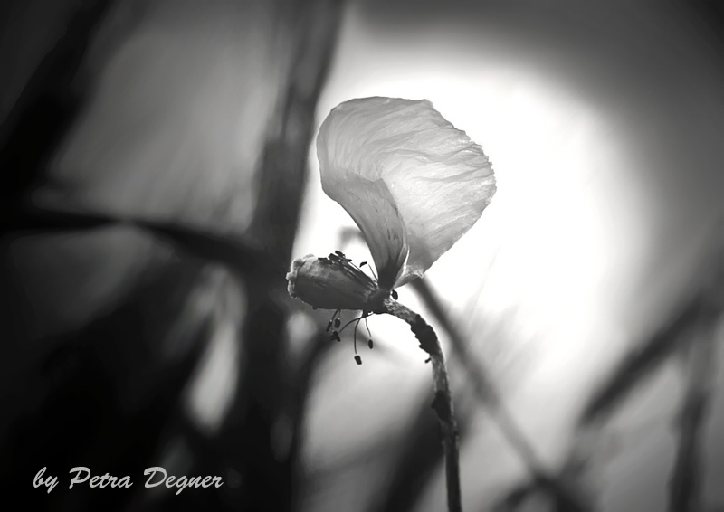 Ein Blatt im Kornfeld