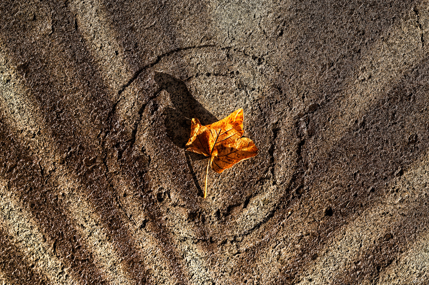 Ein Blatt im Kreis