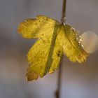 ein Blatt im Licht