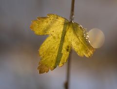 ein Blatt im Licht