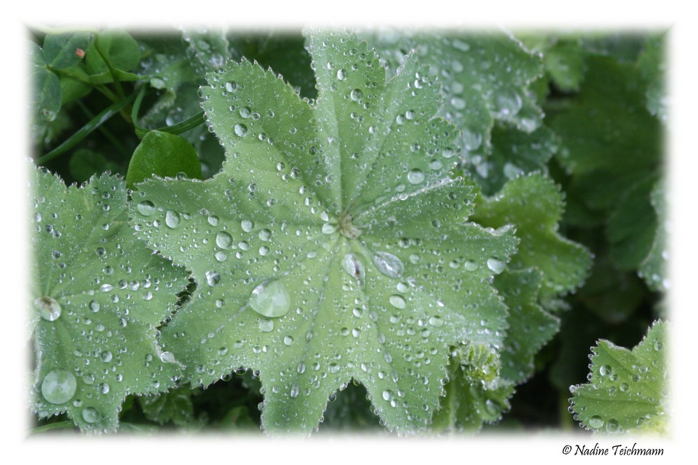 Ein Blatt im Regen