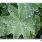 Ein Blatt im Regen