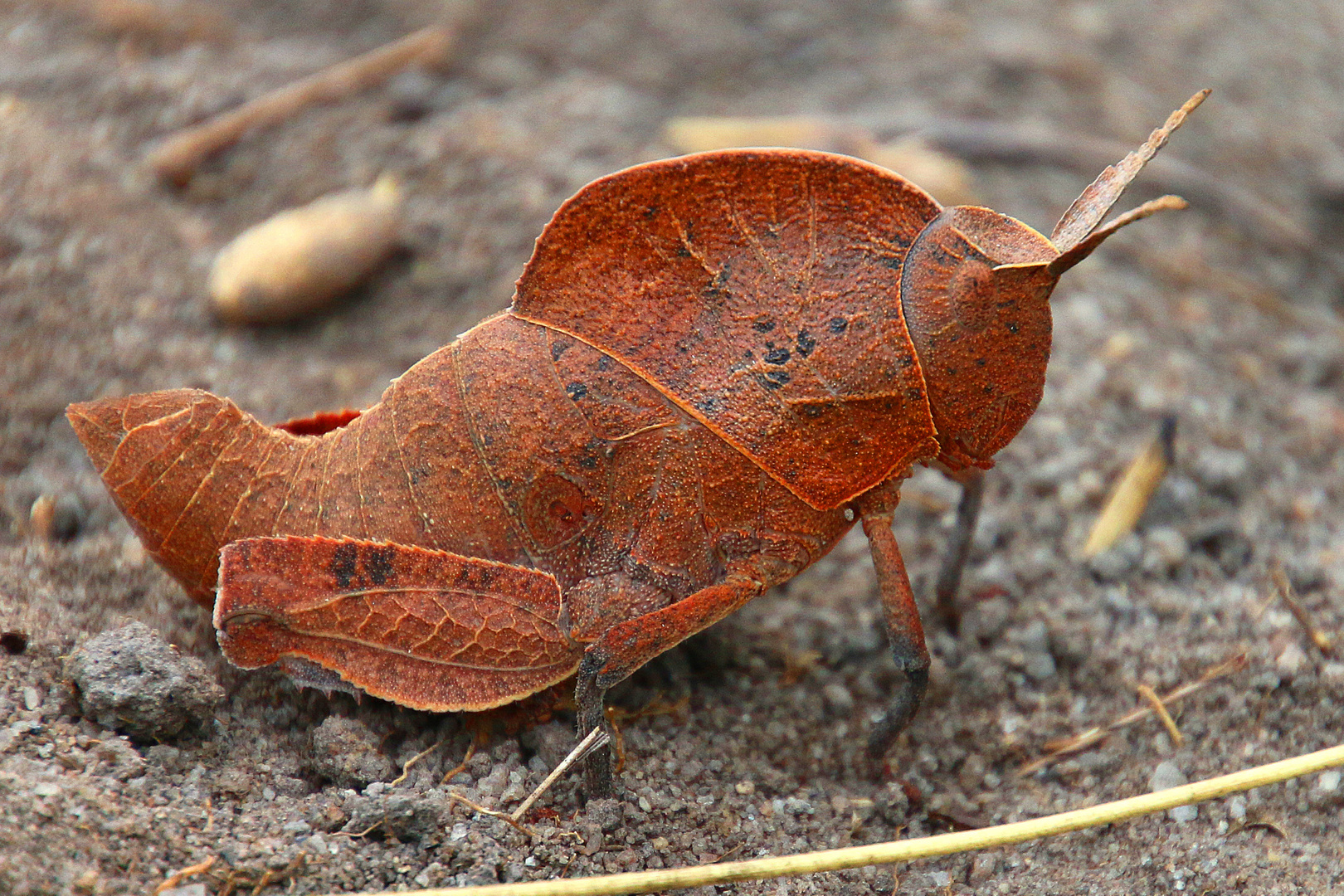 Ein Blatt im Sand