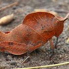 Ein Blatt im Sand