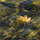 Ein Blatt im See