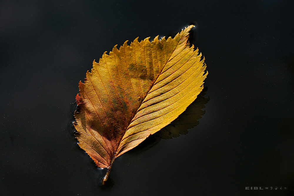 ein Blatt im See