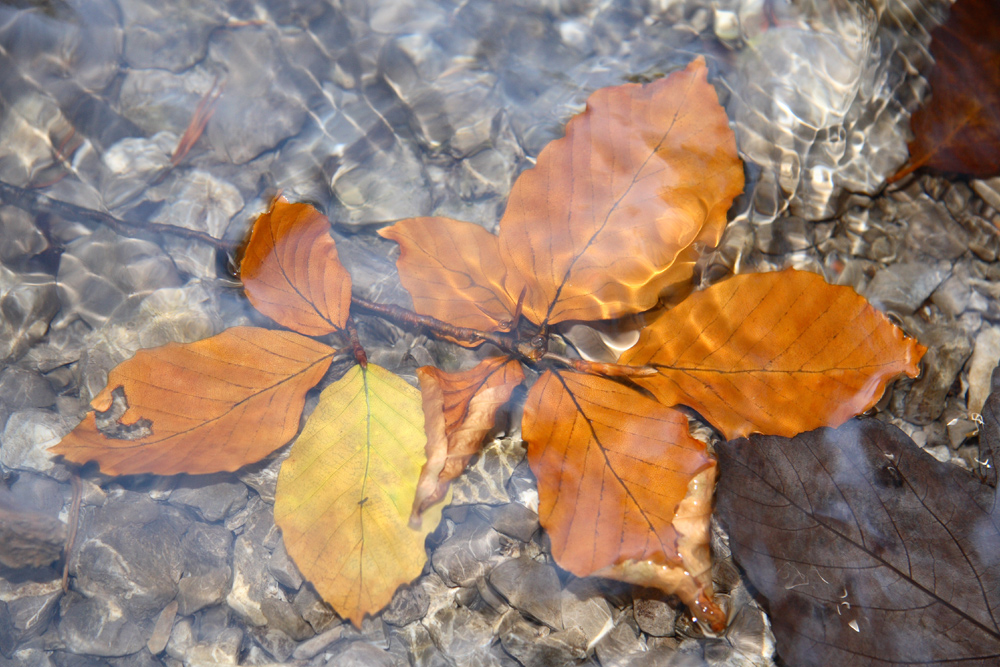 Ein Blatt im See