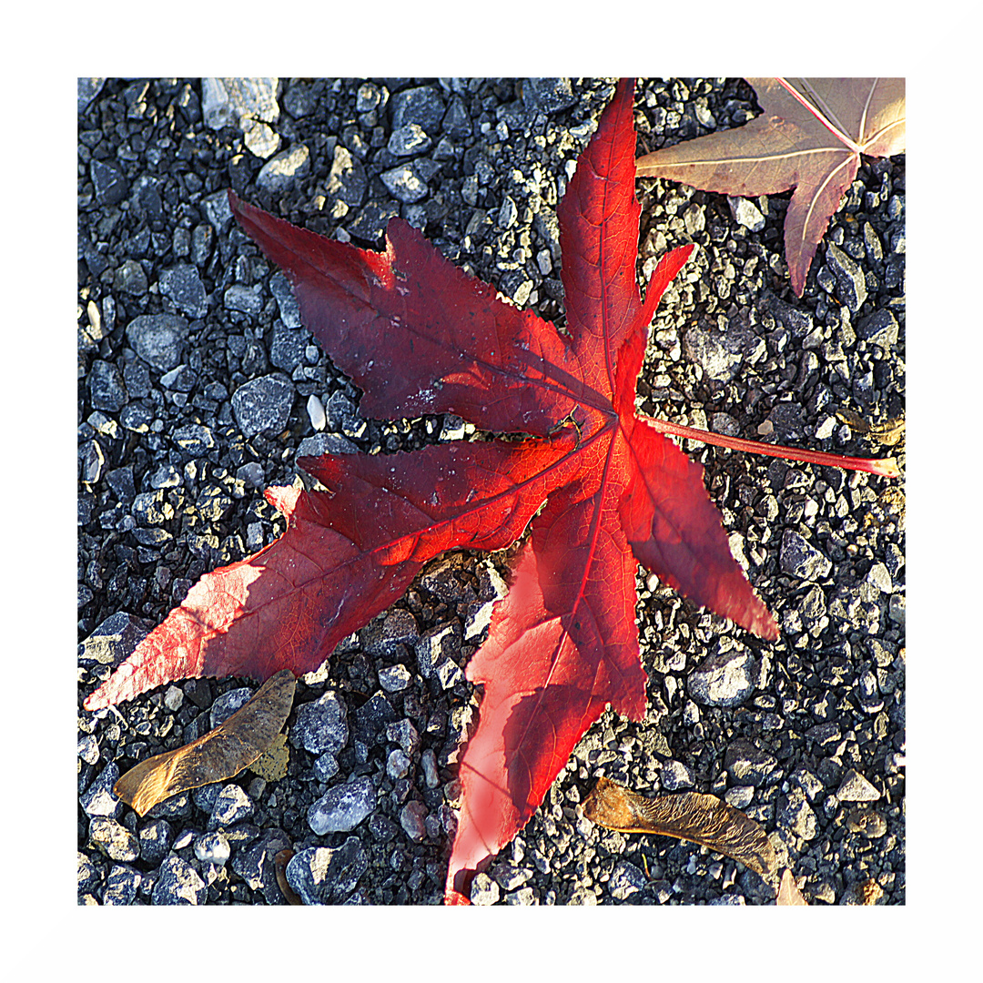 Ein Blatt im Sonnenlicht