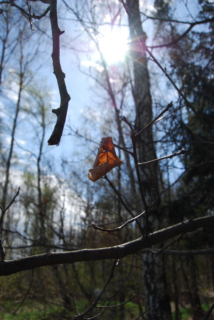 Ein Blatt im Sonnenlicht