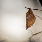 Ein Blatt im Wald