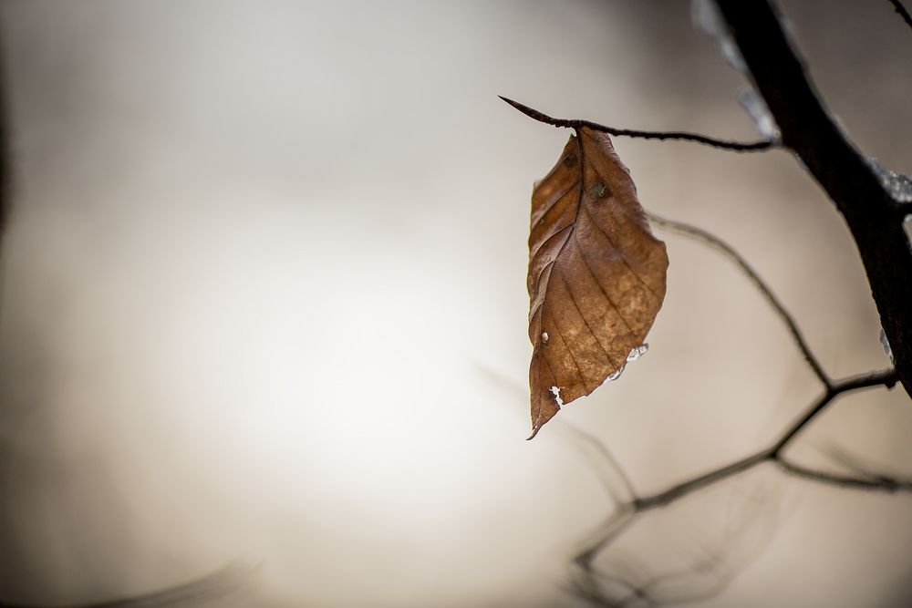 Ein Blatt im Wald