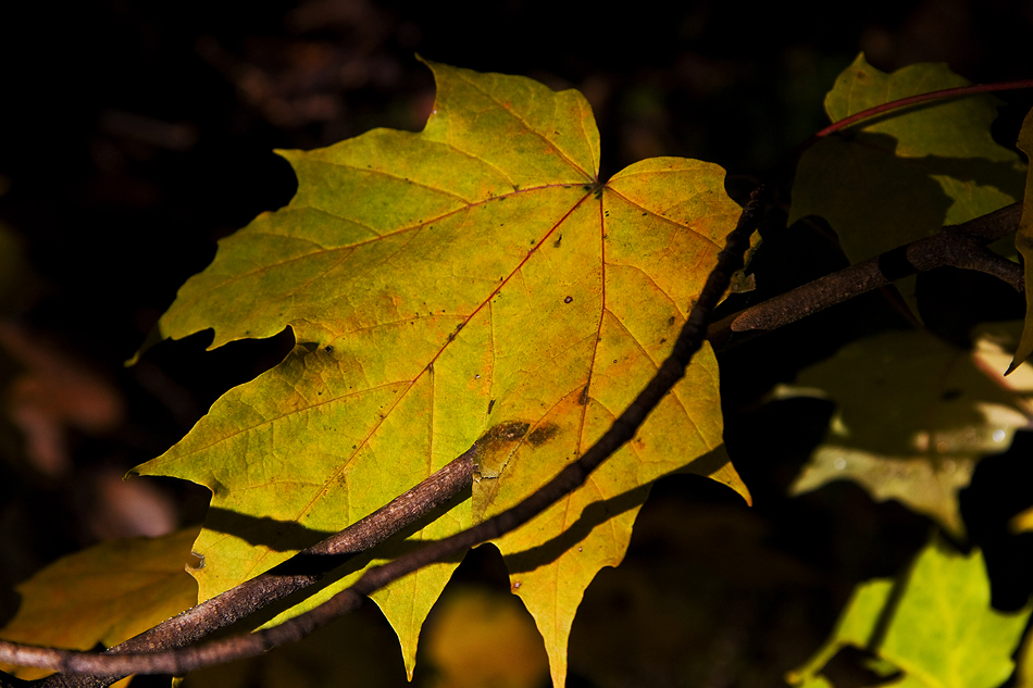 ein Blatt im Wald