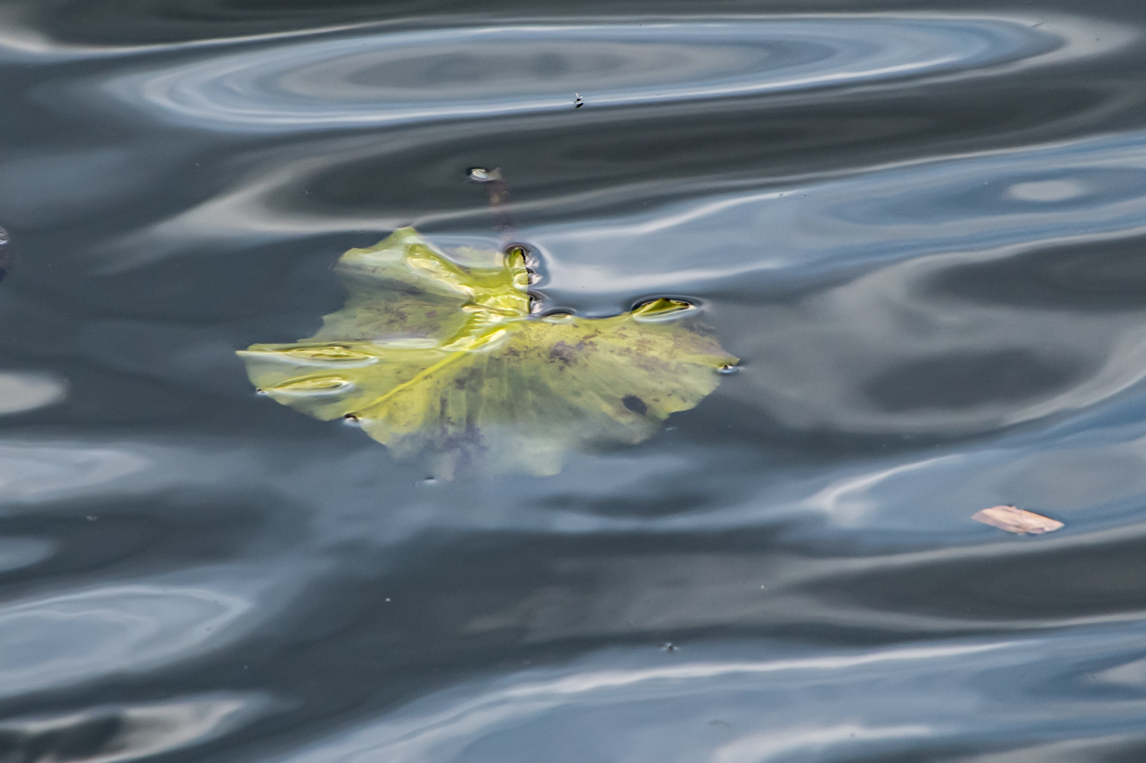 Ein Blatt im Wasser