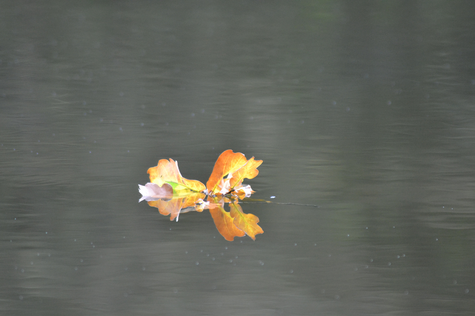 ein Blatt im Wasser