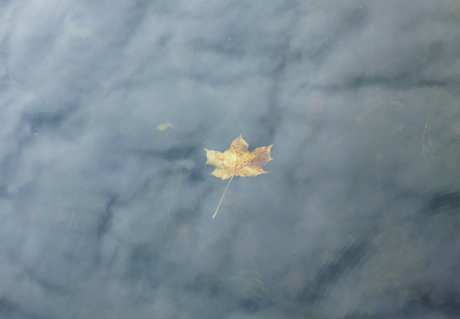 Ein Blatt im Wasser-Spiegel-Himmel