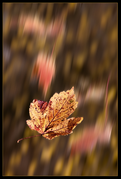 Ein Blatt im Wind