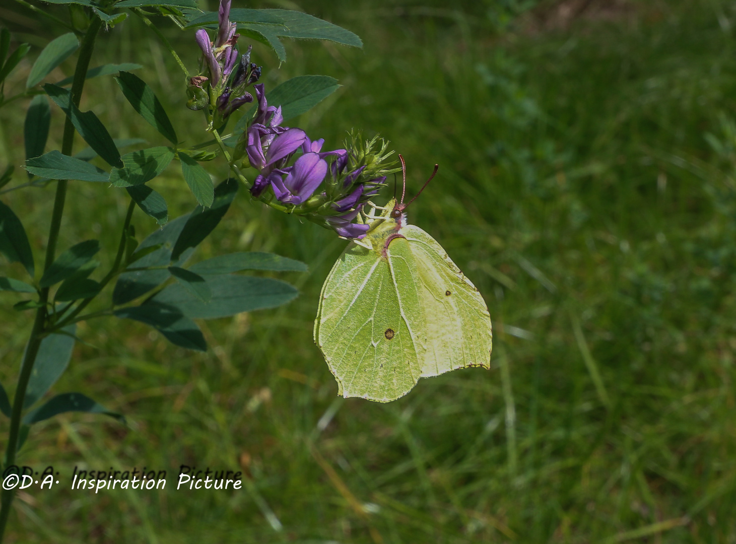 Ein Blatt im Wind