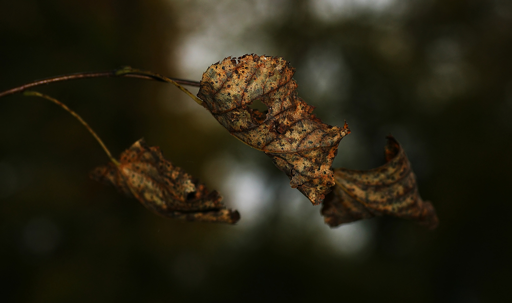 Ein Blatt im Wind...