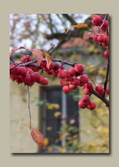 Ein Blatt im Wind