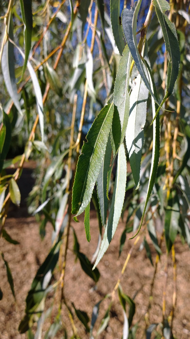 EIn Blatt im Wind