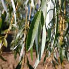 EIn Blatt im Wind