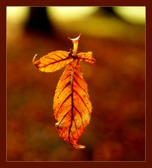 Ein Blatt im Wind