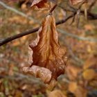 Ein Blatt im Wind.