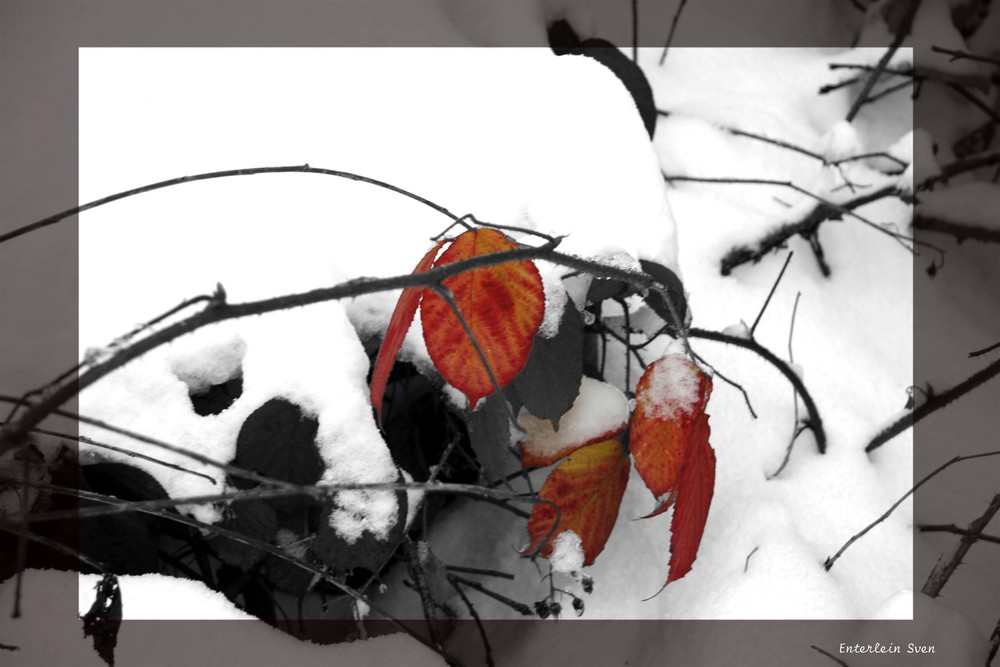 Ein Blatt im Winteranfang