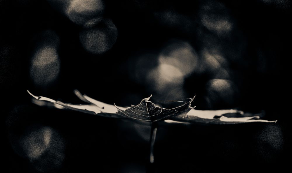 ein blatt in der natur ...