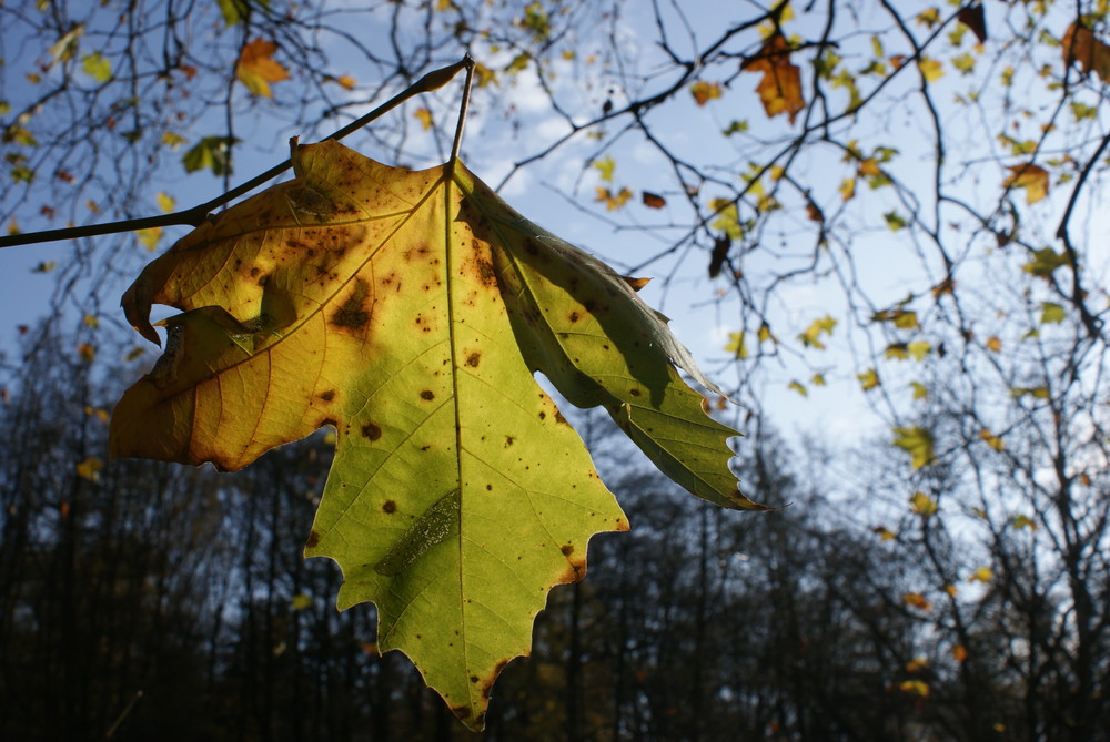 Ein Blatt in der Sonne