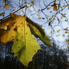 Ein Blatt in der Sonne