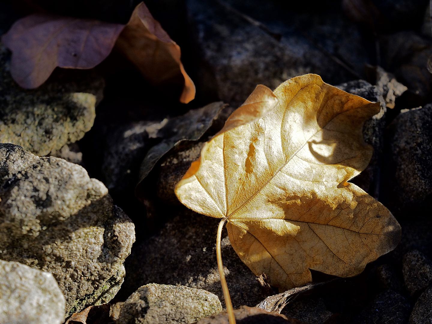 Ein Blatt macht noch keinen Herbst ... oder?