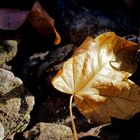 Ein Blatt macht noch keinen Herbst ... oder?