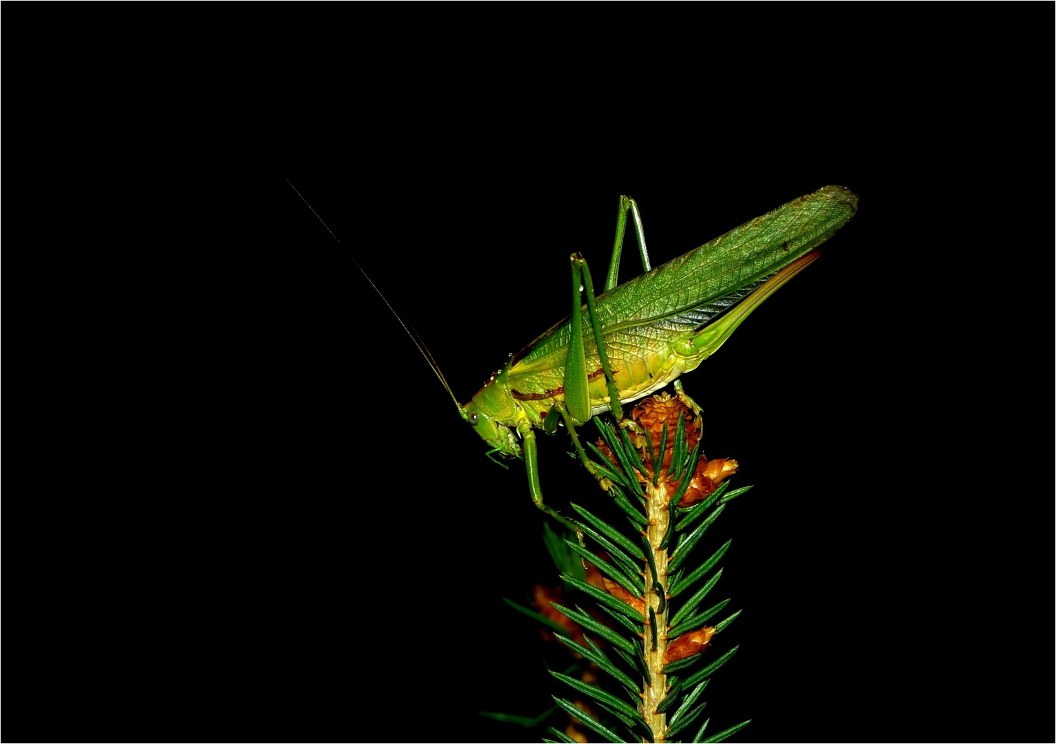 Ein Blatt mit Beinen