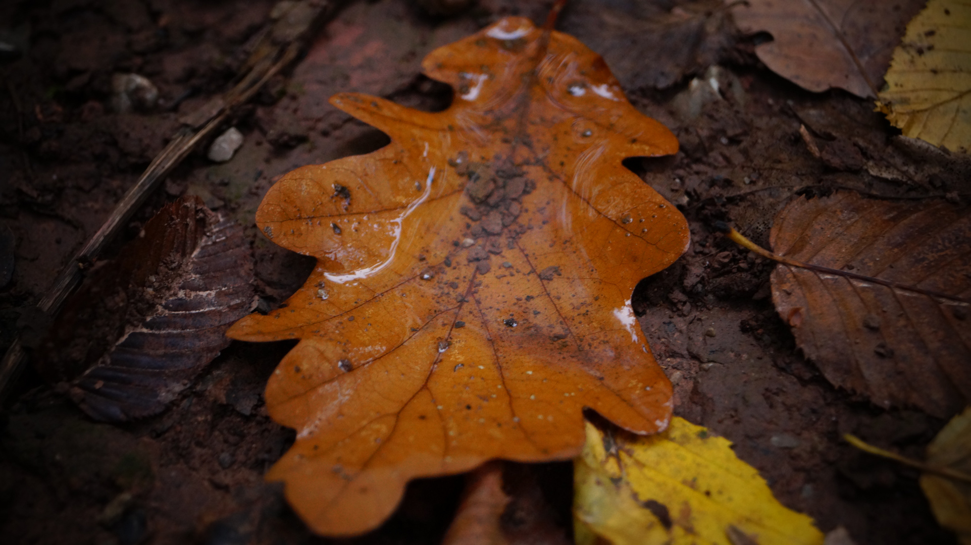 Ein Blatt mit Spieglung