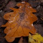 Ein Blatt mit Spieglung