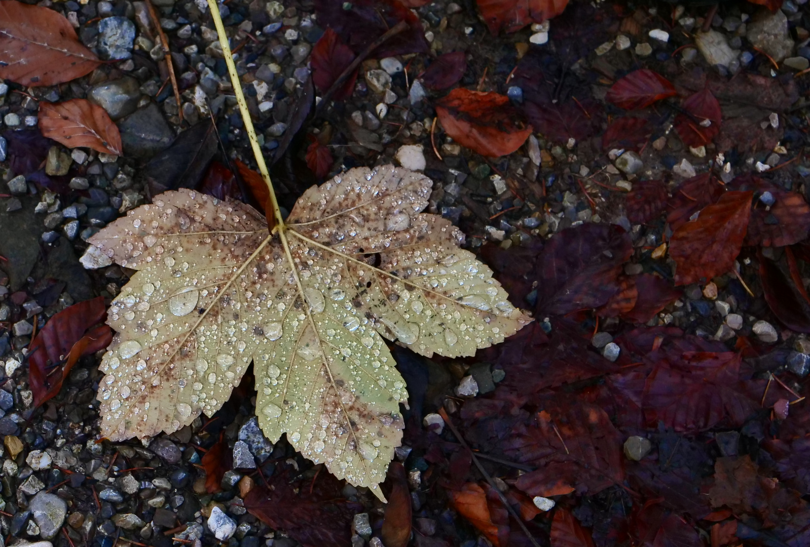 Ein Blatt mit Wassertropfen 