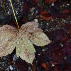 Ein Blatt mit Wassertropfen 