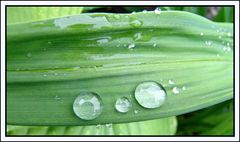 Ein Blatt nach dem Regen