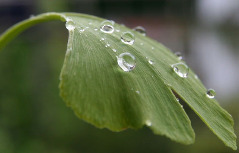 Ein Blatt nach dem Regen