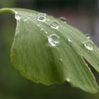 Ein Blatt nach dem Regen