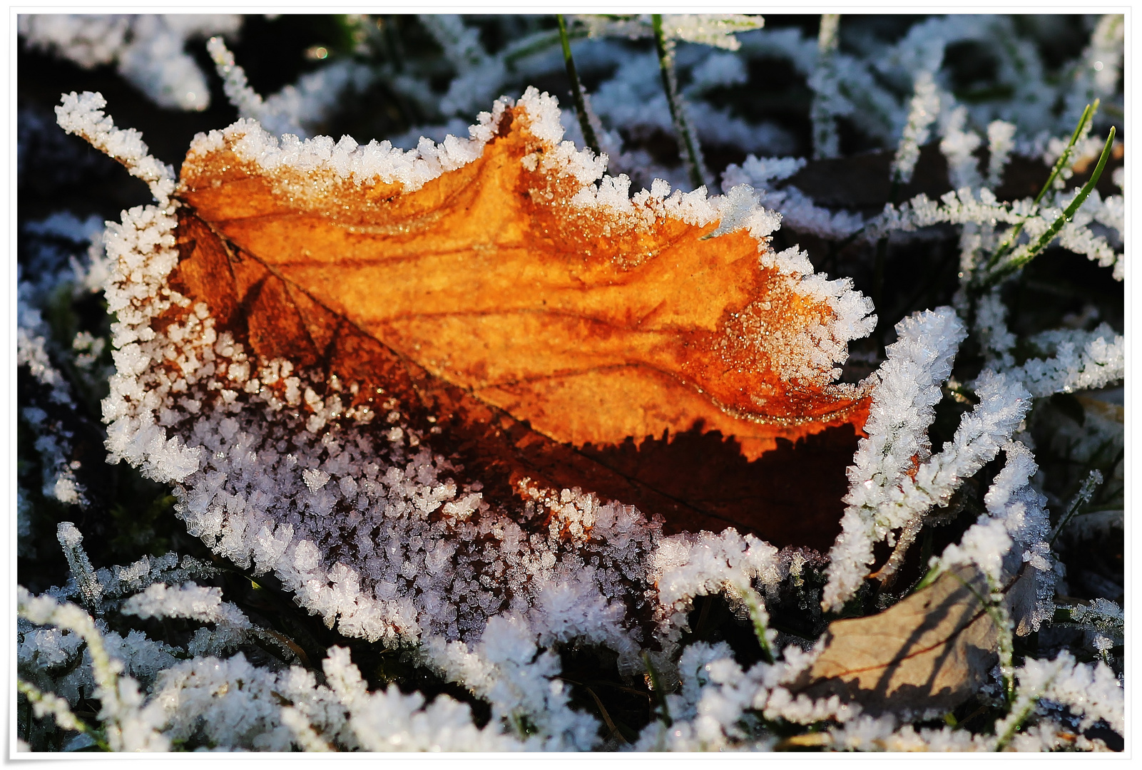 ein Blatt nur